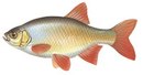 ЭКО Тур - иконка «рыбалка» в Приволжье